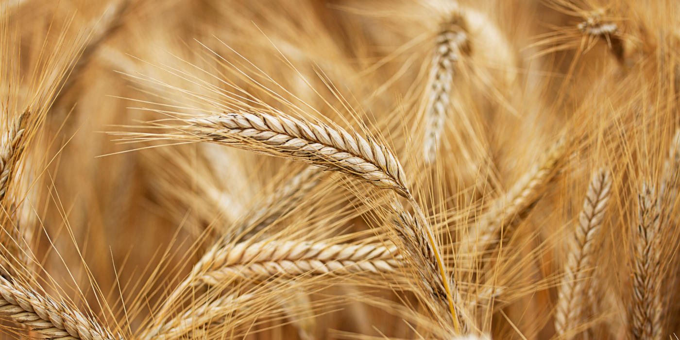 Pain des Rois Weizen